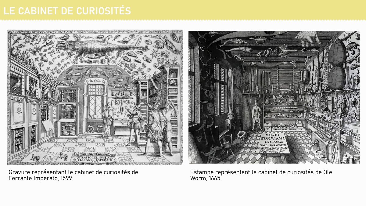 Diapositive 1 — LE CABINET DE CURIOSITÉS Gravure représentant le cabinet de curiosités de Ferrante Imperato, 1599. Estampe représentant le cabinet de curiosités de Ole Worm, 1665.